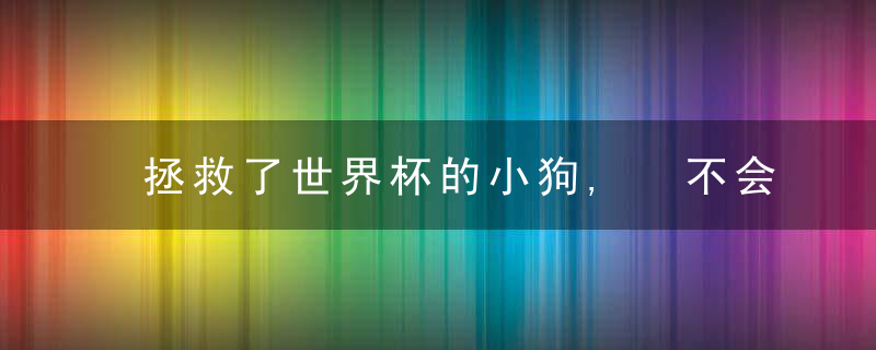 拯救了世界杯的小狗, 不会踢球? 养条好狗同样为国争光